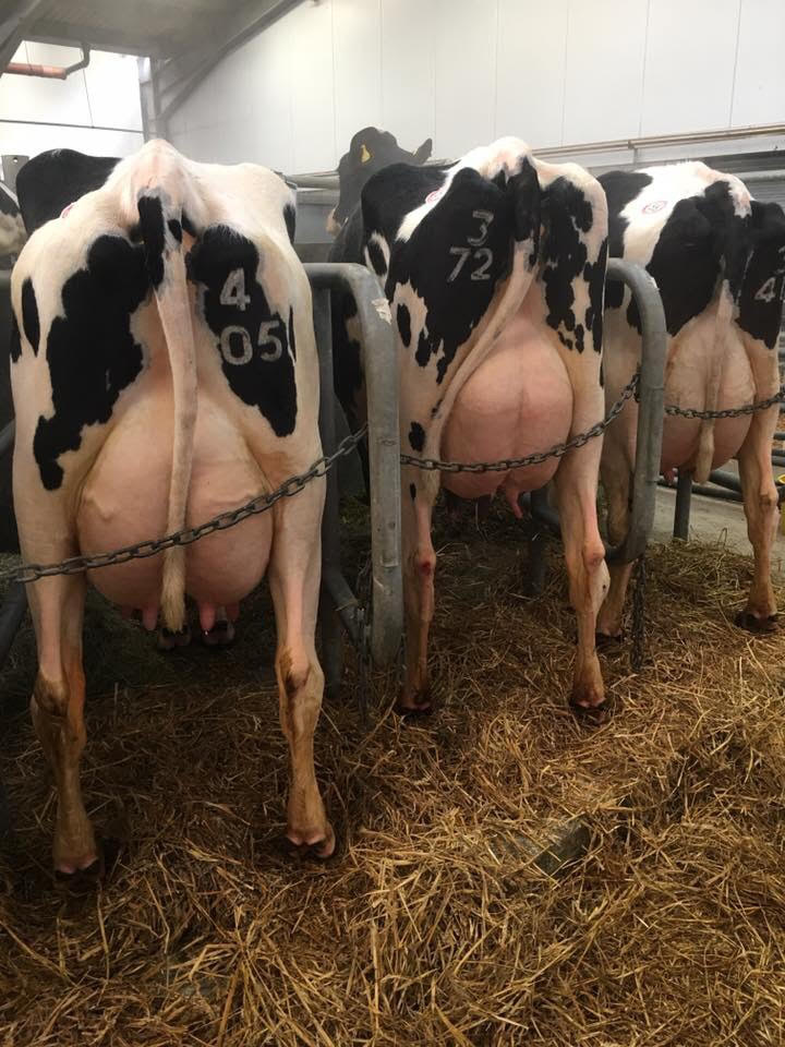 Holstein Friesian cattle for sale